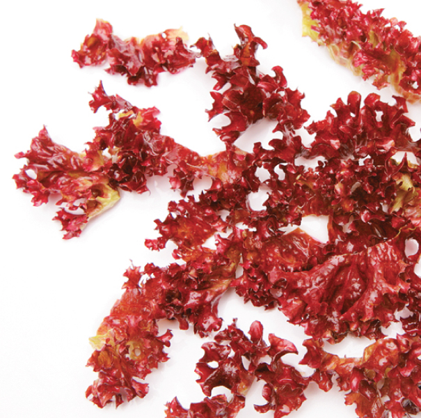 Red-Algae2